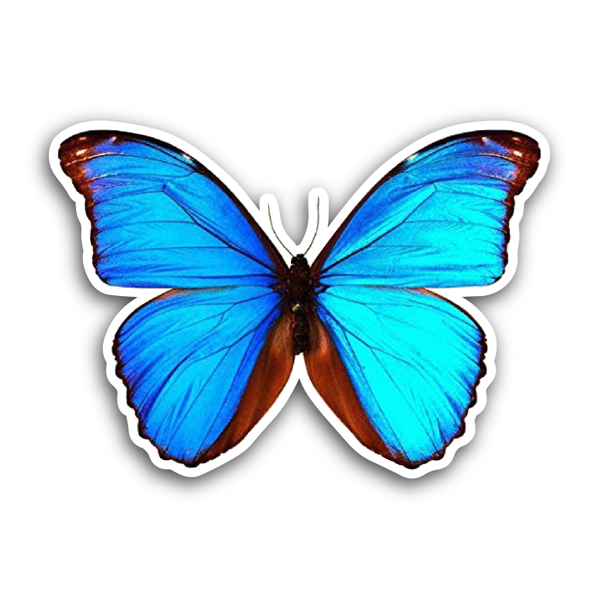 2 (Pieces) 3" and 5" Blue Morpho Tropical Butterfly Sticker, Waterproof Vinyl Decals for Many Purpos