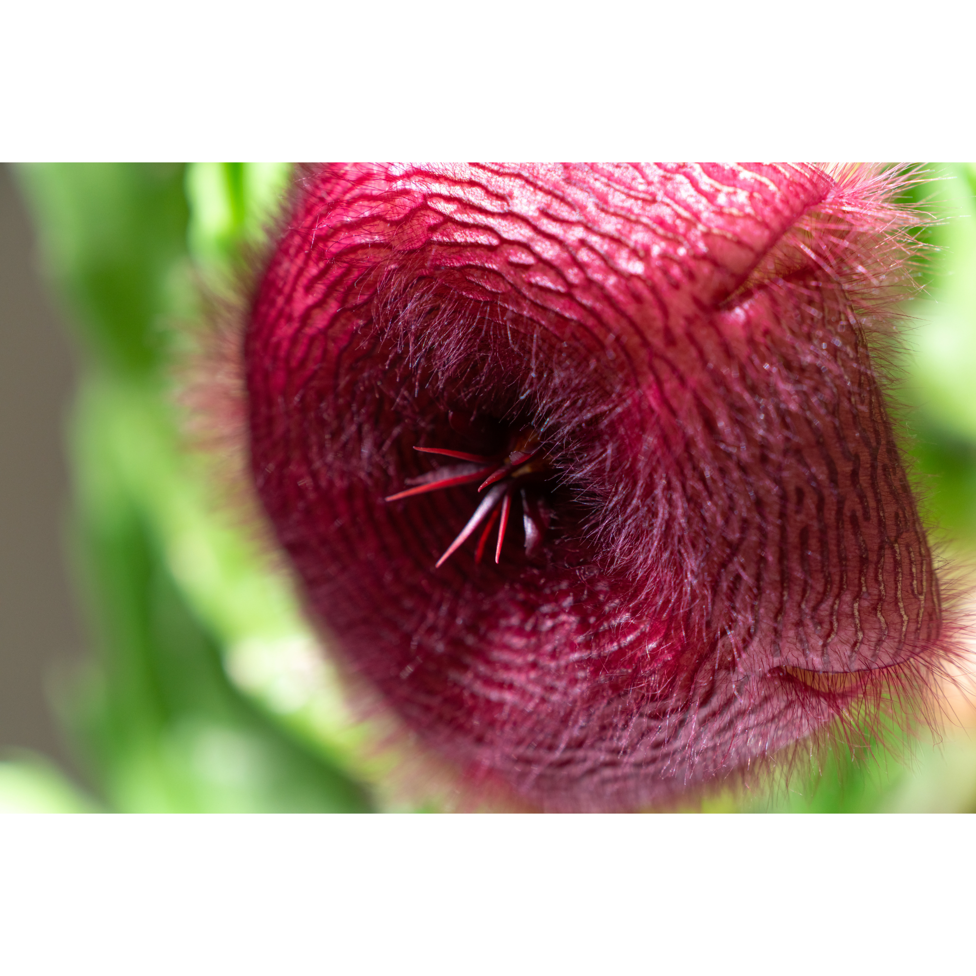 Vinyl Decal, Exotic Succulent Plant with Striking Deep Red Flower and Distinctive Texture (5" x 7")