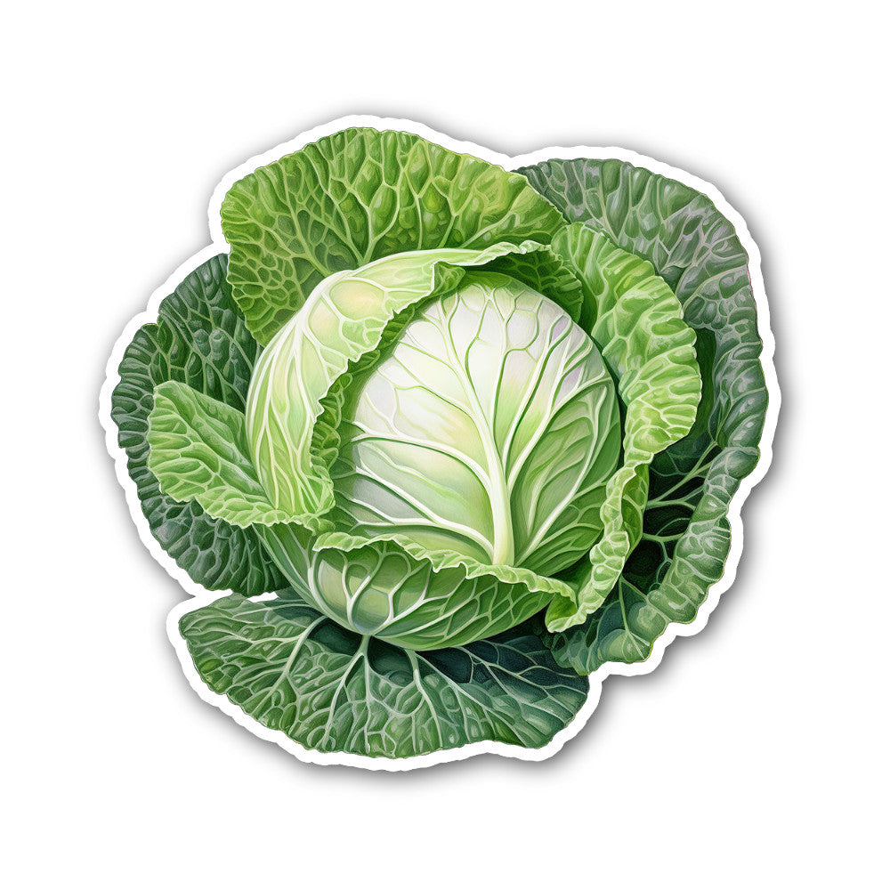 Fresh Green Cabbage Sticker, Waterproof Vinyl Decal Sticker Indoor Or Outdoor 2 (Pieces) 3" and 5"