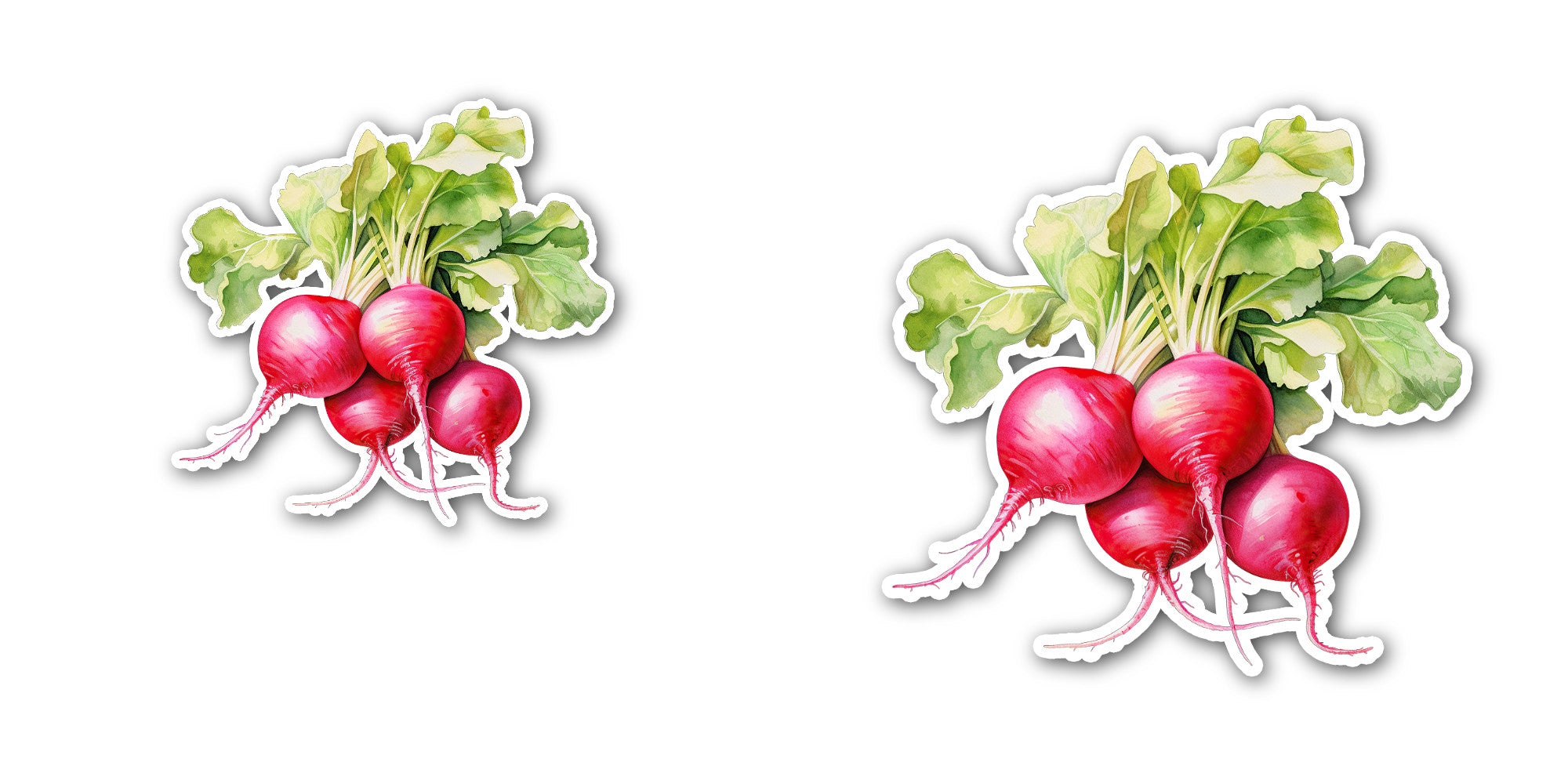 Radish Sticker, Waterproof Vinyl Decal Sticker Indoor Or Outdoor 2 (Pieces) 3" and 5"