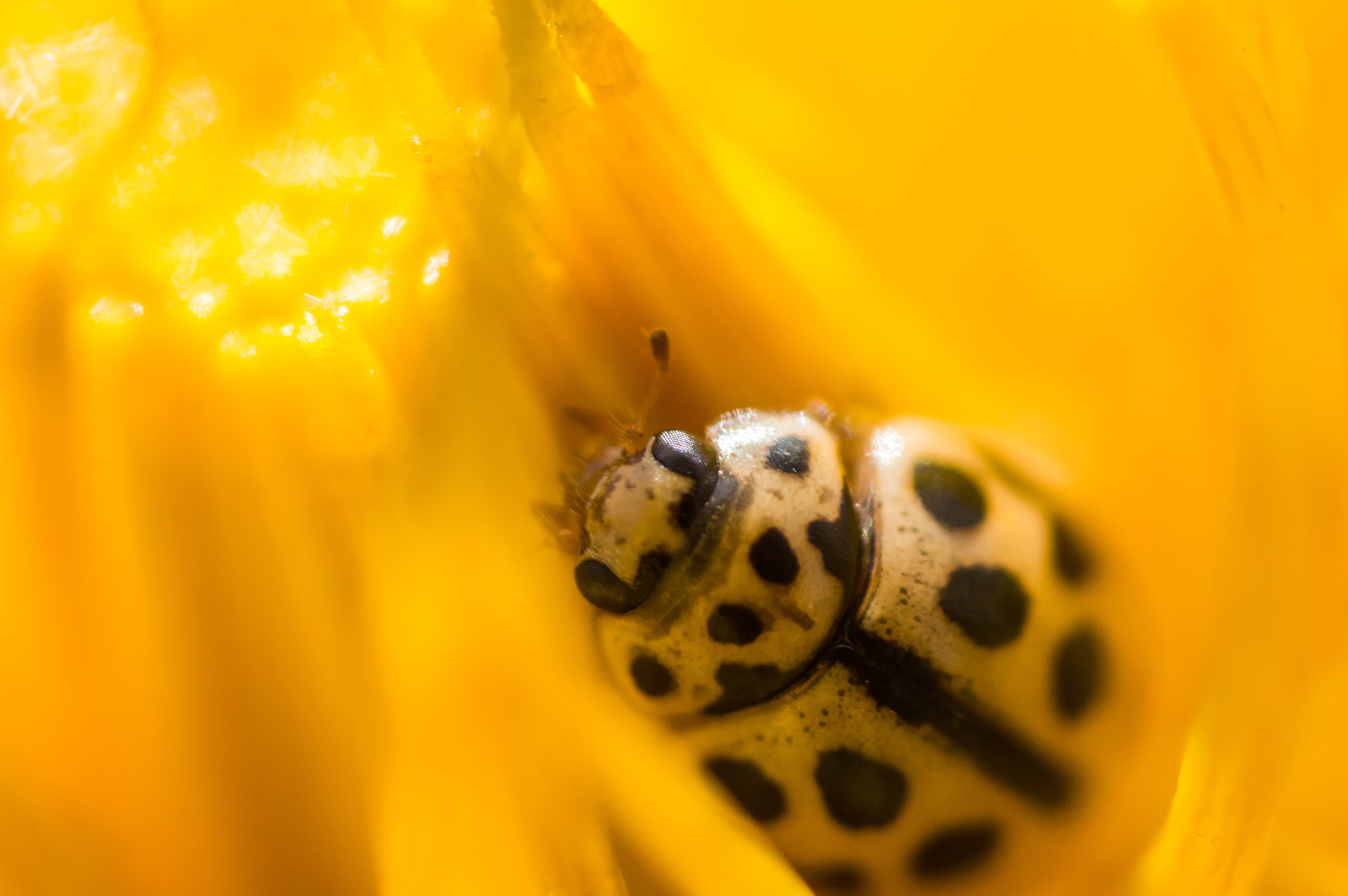 Vinyl Decal, Vibrant Close-Up of a Small Spotted Creature Resting in a Bright Yellow Blossom (5" x 7