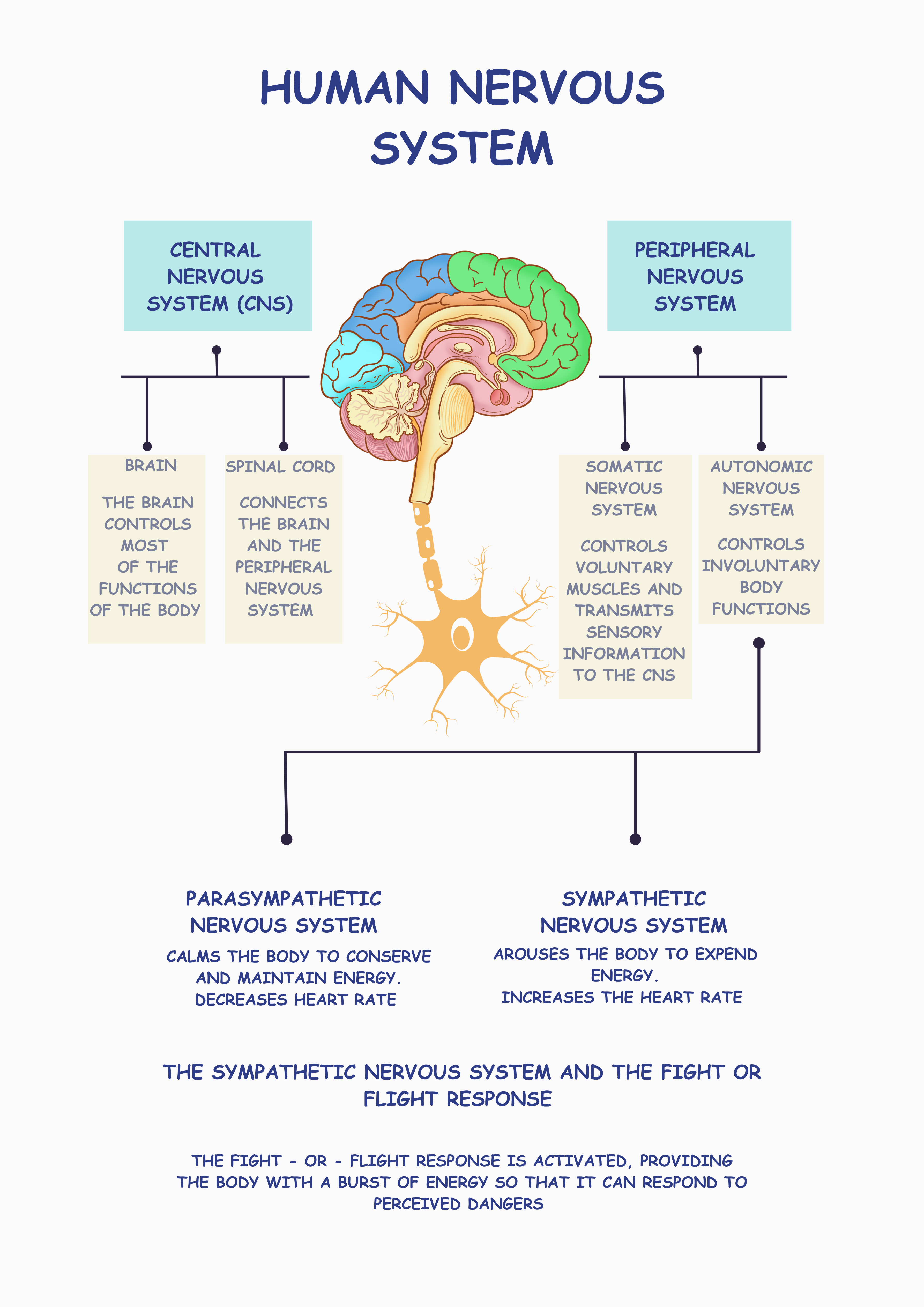 Vinyl Decal, Visual Guide to the Human Nervous System, Its Main Divisions, and How They Manage Volun