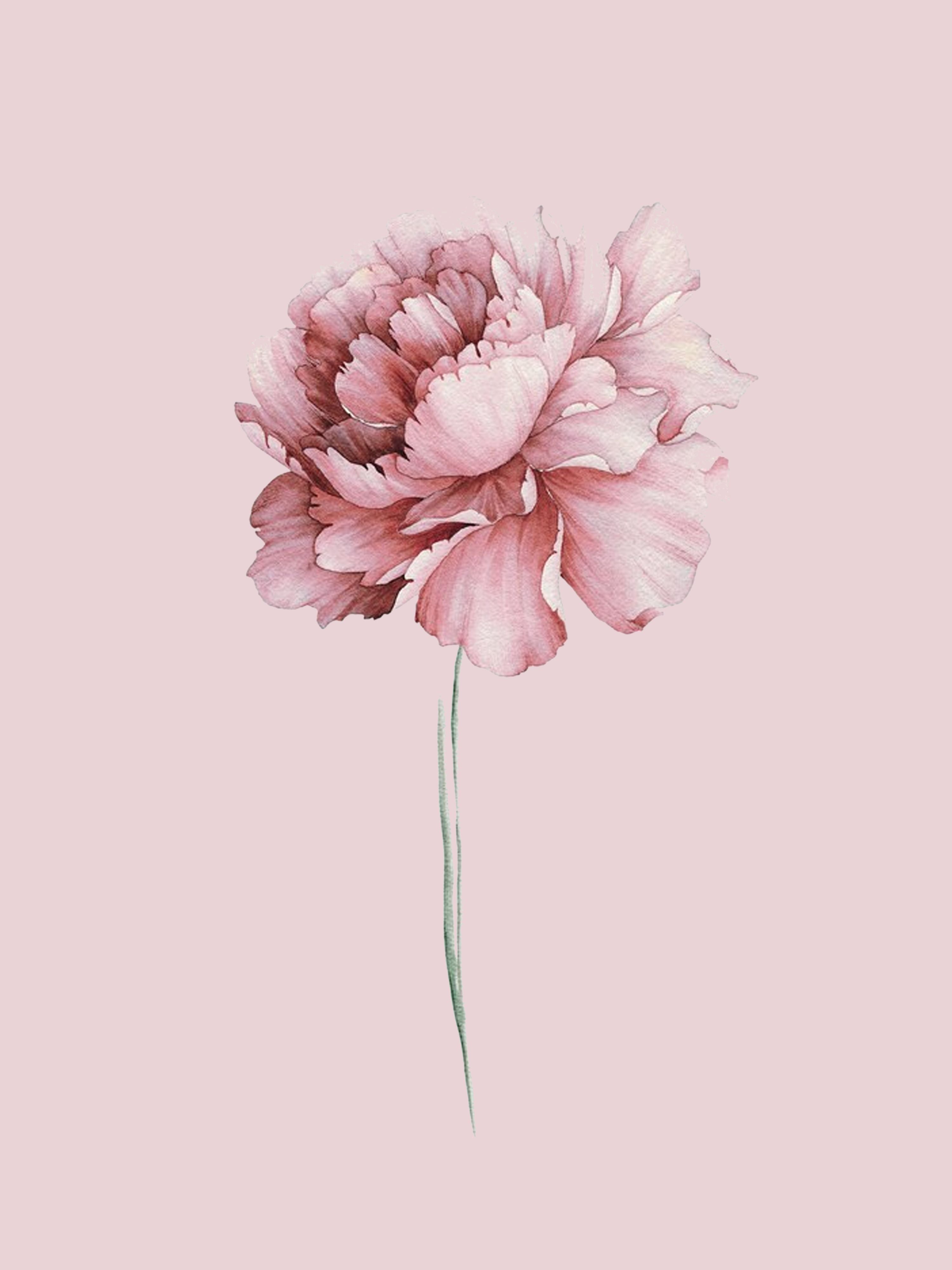 Vinyl Decal, Minimalist Floral Art (5" x 7")