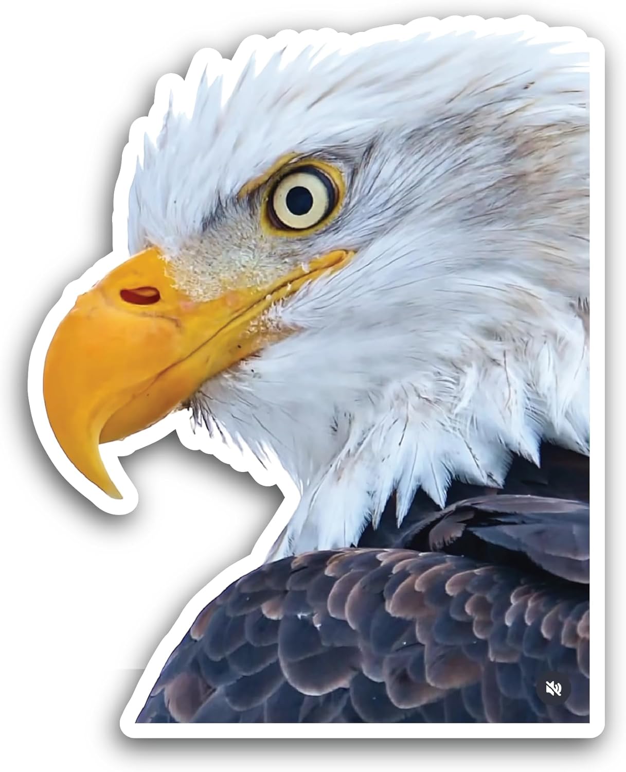 2 (Pieces) 3" and 5" Eagle Head Sticker, Waterproof Vinyl Decals for Many Purpose Like Cars, Trucks, Laptops, Phones, Windows and More