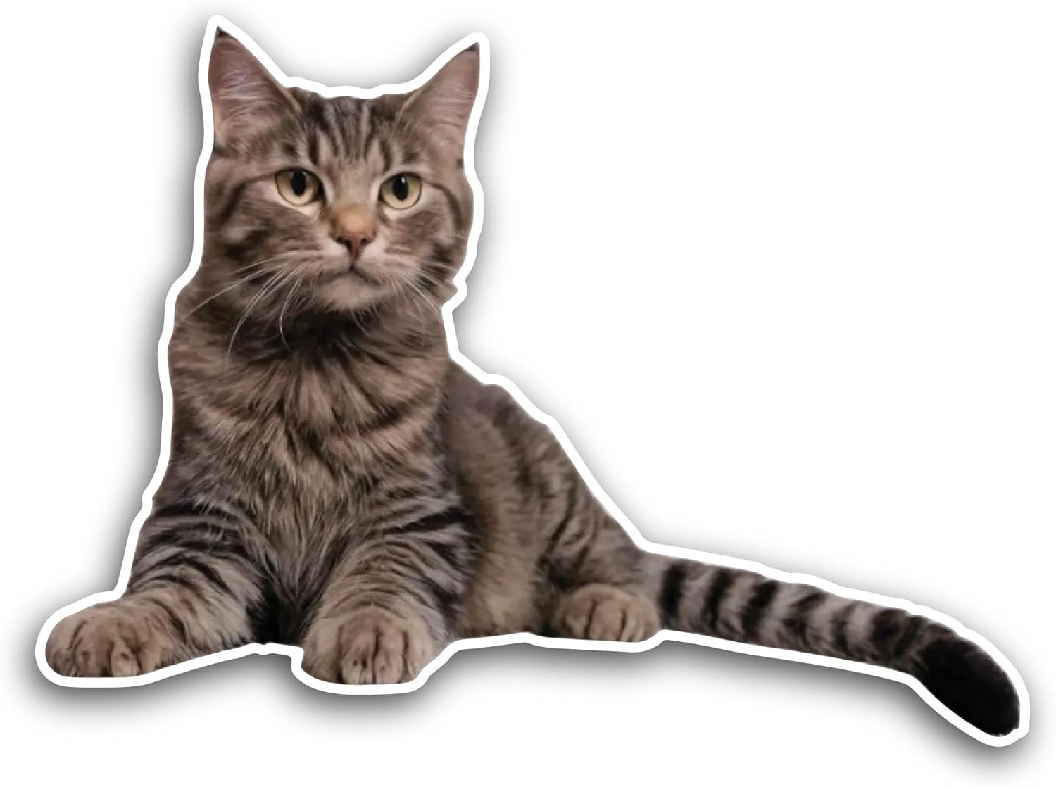 2 (Pieces) 3" and 5" Domestic Cute Cat Sticker, Waterproof Vinyl Decals for Many Purpose Like Cars, Trucks, Laptops, Phones, Windows and More