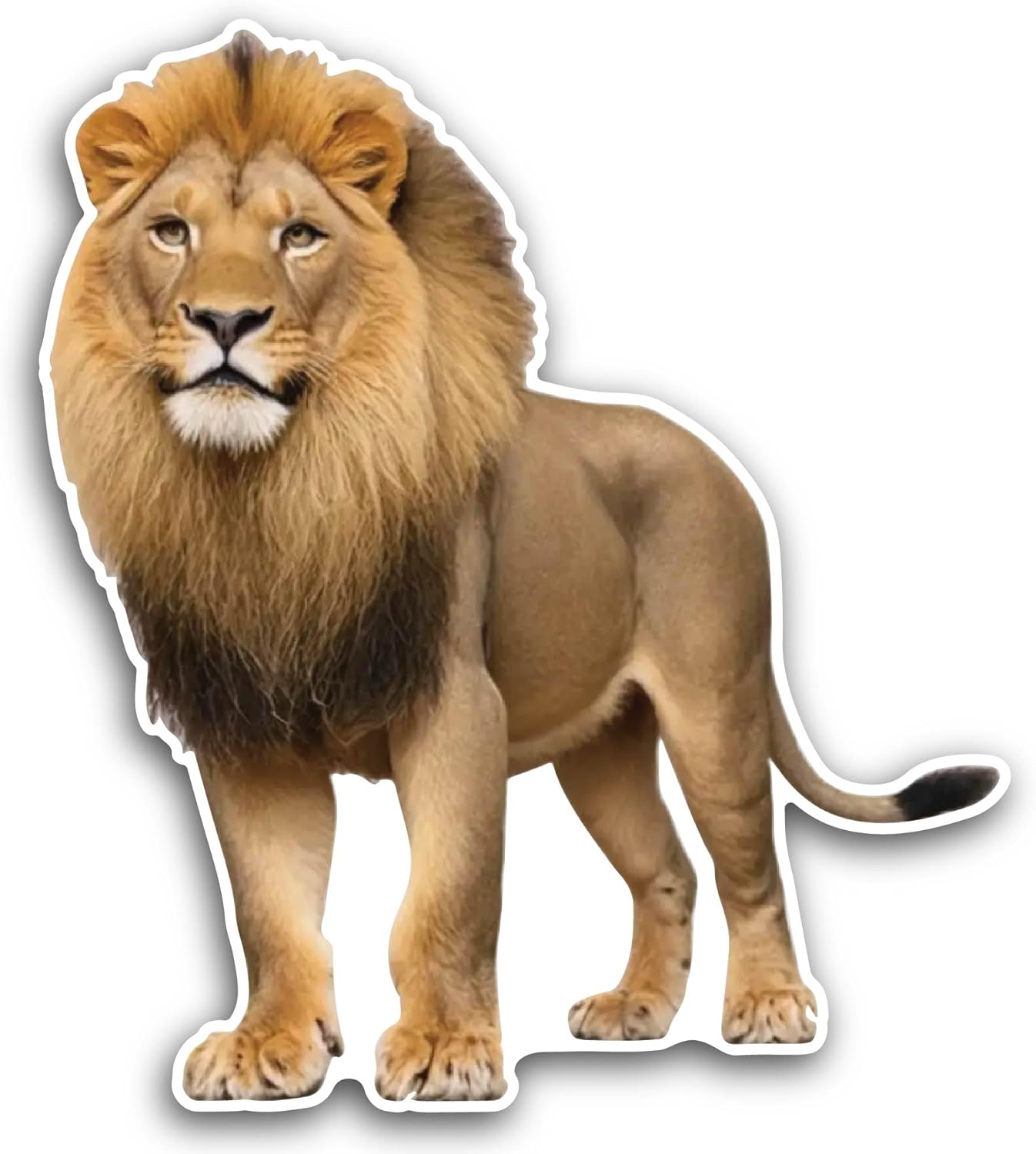 2 (Pieces) 3" and 5" Lion Closeup Sticker, Waterproof Vinyl Decals for Many Purpose Like Cars, Trucks, Laptops, Phones, Windows and More
