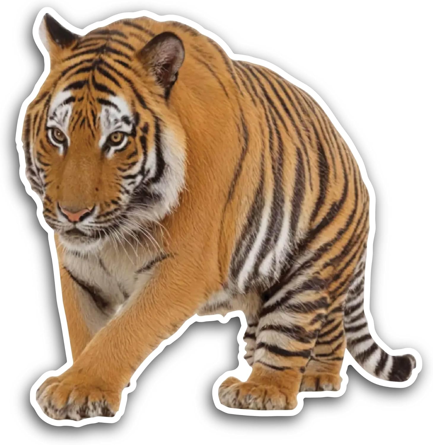 2 (Pieces) 3" and 5" Tiger Closeup Sticker, Waterproof Vinyl Decals for Many Purpose Like Cars, Trucks, Laptops, Phones, Windows and More