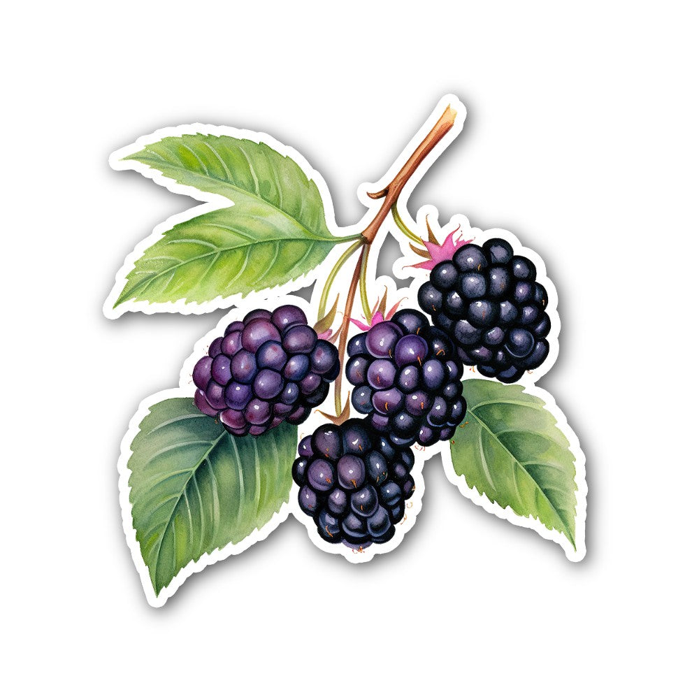 Fresh Blackberry Sticker, Waterproof Vinyl Decal Sticker Indoor Or Outdoor 2 (Pieces) 3" and 5"