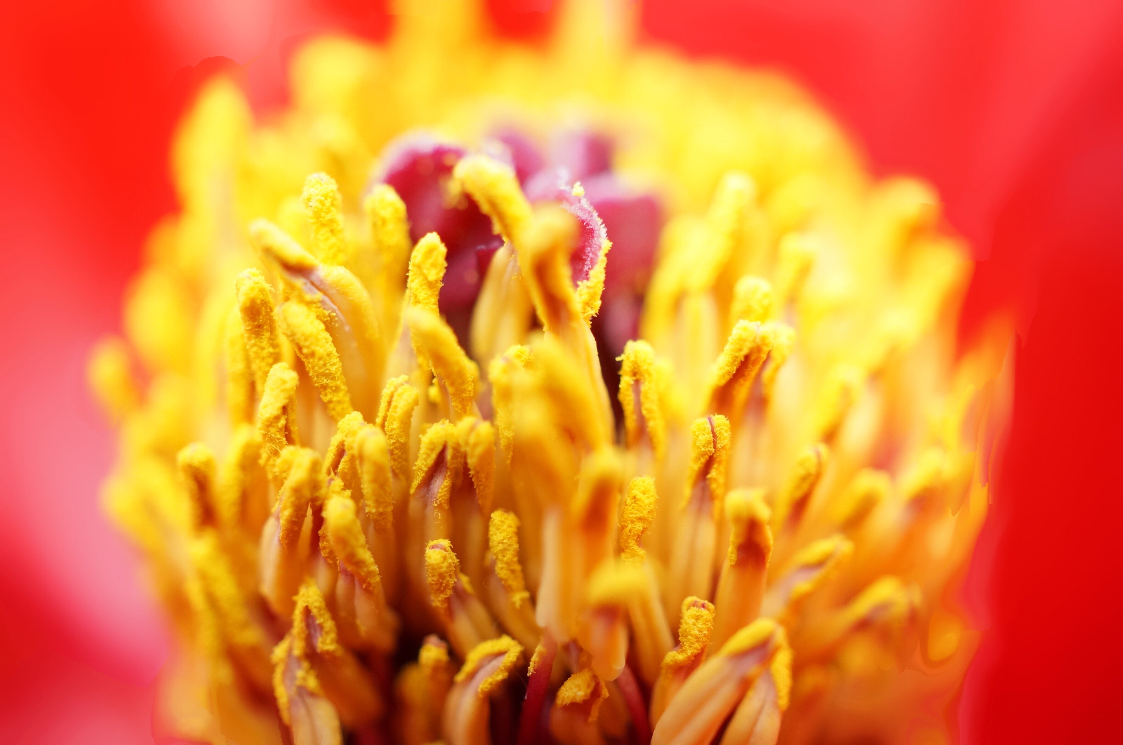 Vinyl Decal, Vibrant Close-Up of a Beautiful Blooming Flower Center with Golden Stamens and Rich Red