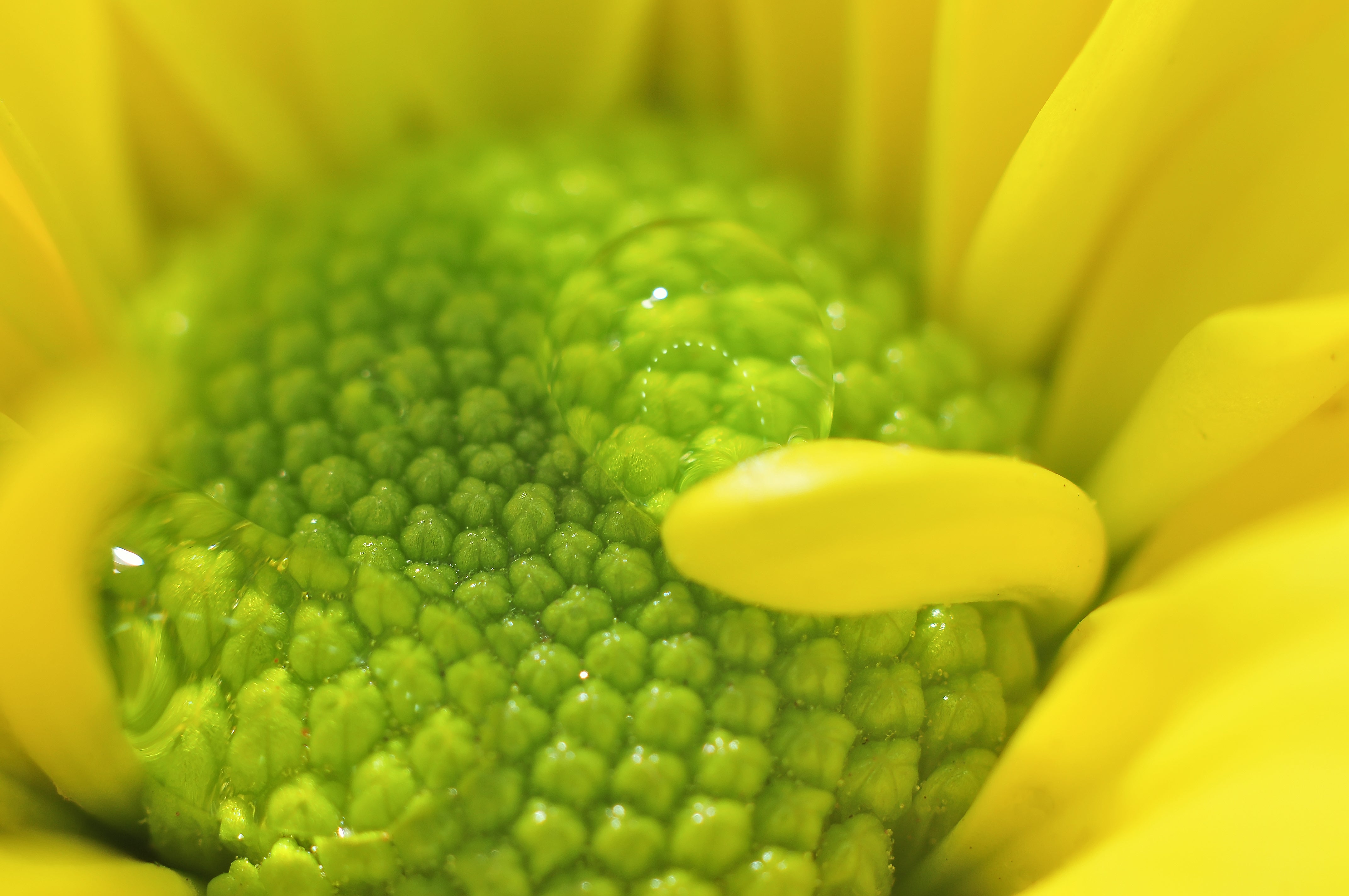 Vinyl Decal, Vibrant Close-Up of a Freshly Bloomed Yellow Flower with a Water Droplet, Perfect for H