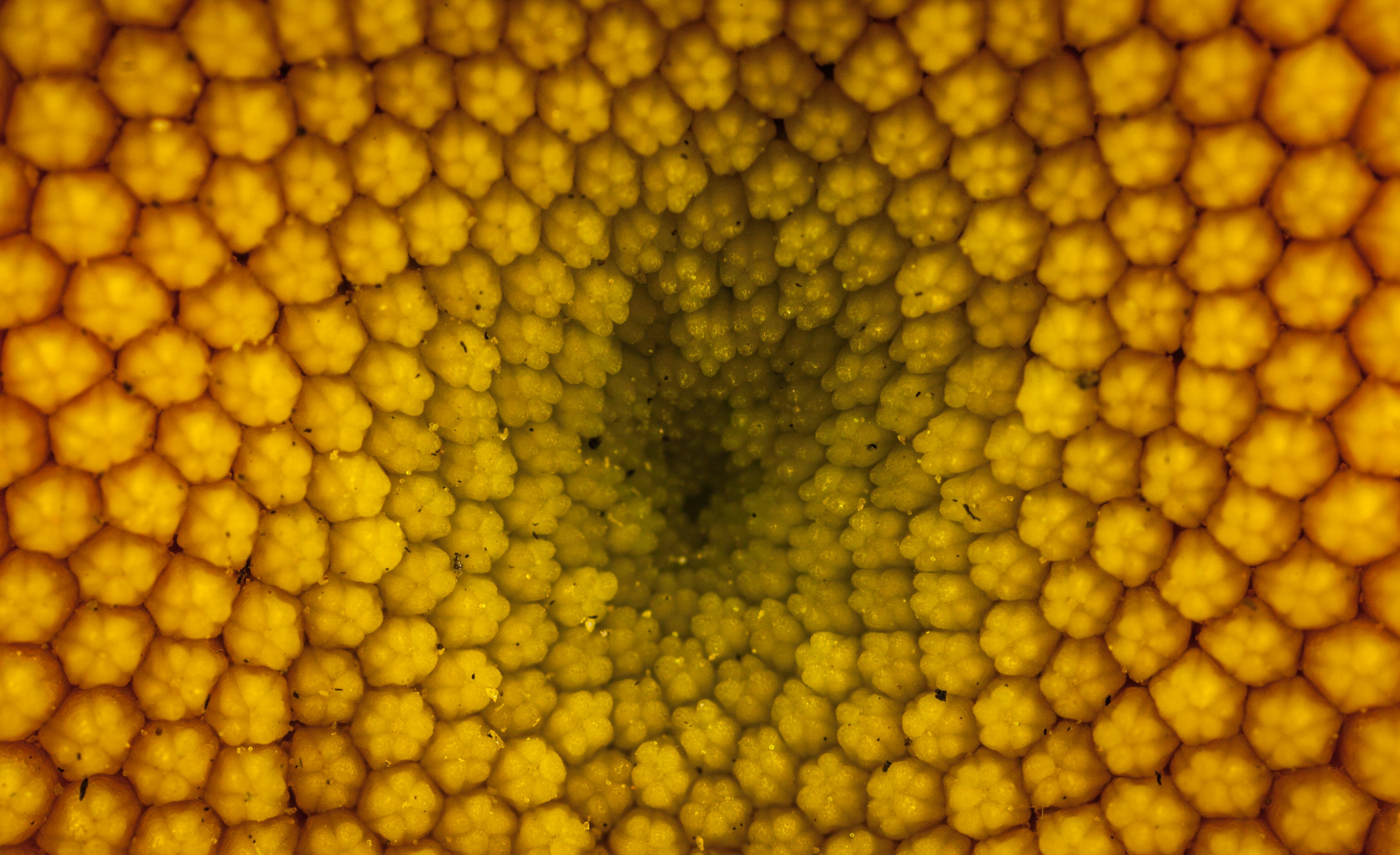 Vinyl Decal, Vibrant Yellow Abstract Floral Pattern Close-Up Image (5" x 7")