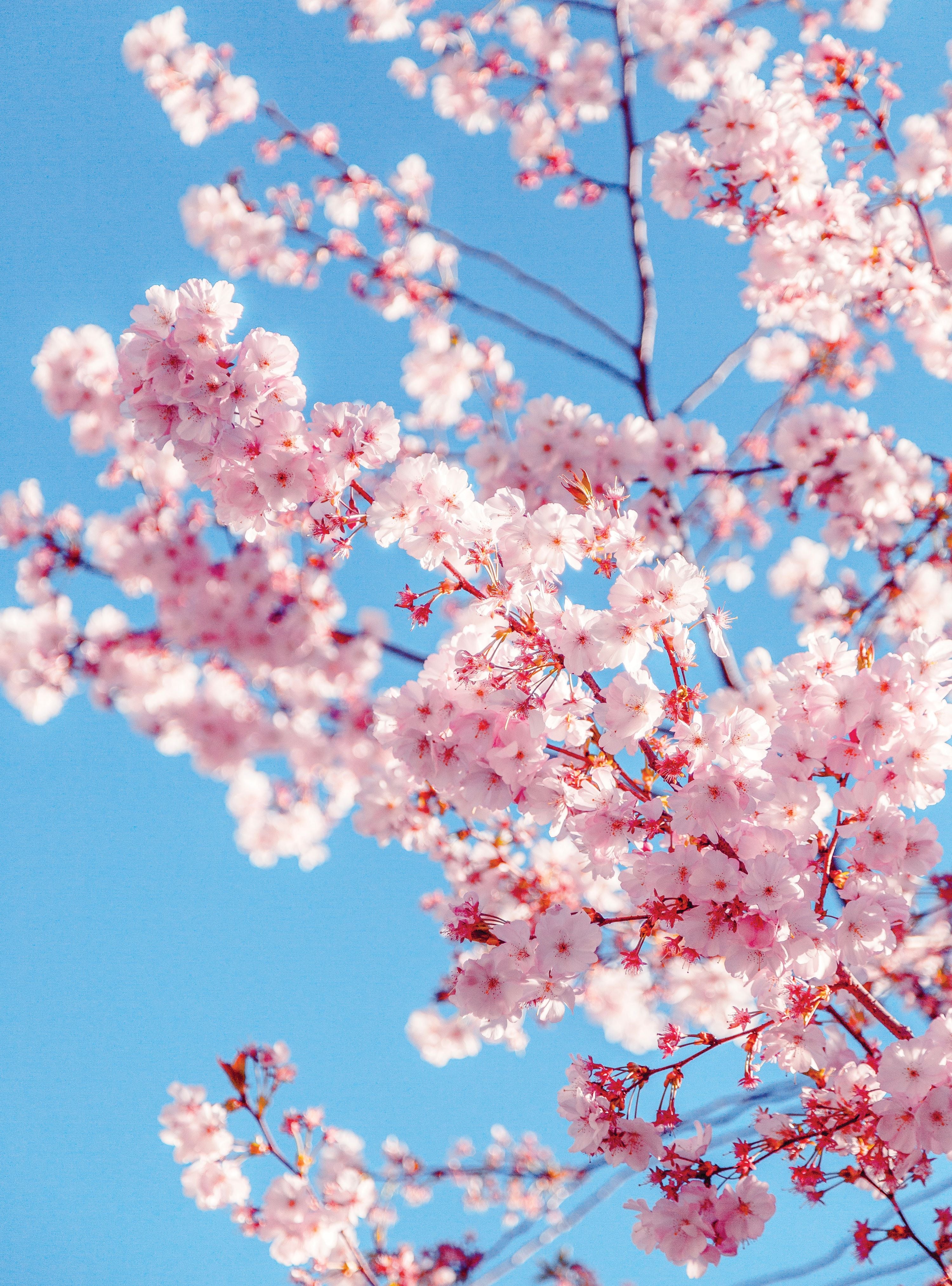 Vinyl Decal, Pink Cherry Blossoms (5" x 7")