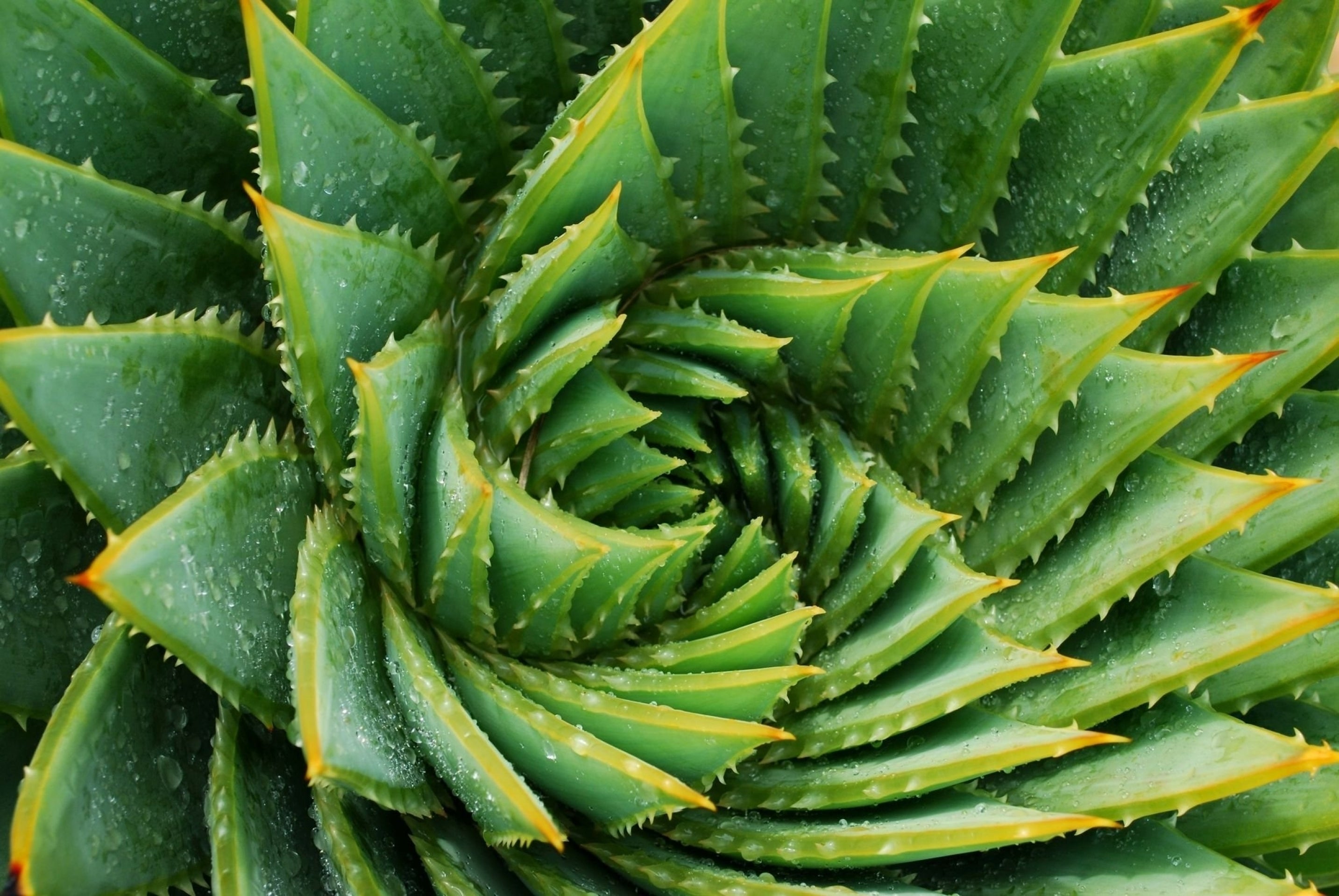 Vinyl Decal, The Spiral Aloe (5" x 7")