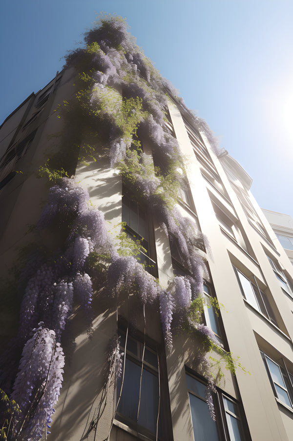 Vinyl Decal, Sunlit Wisteria Blossoms on Modern Architecture Photo Print, 5 x 7 or 8 x 10 Inch Unfra
